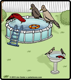 Bird Bath Pool