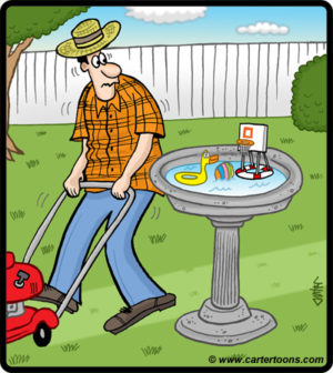 Bird Bath Toys