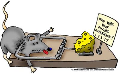 Mousetrap Dining Feedback