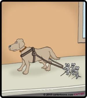 Blind Mice Eye Dog