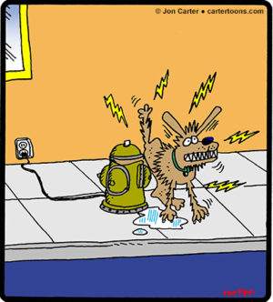 Shocked Dog