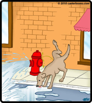 Dog And Fire Hydrant