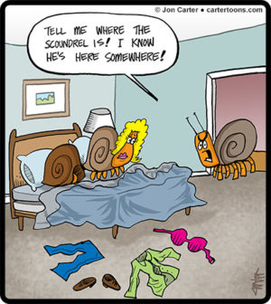 Hermit Crab Affair