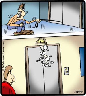 Elevator Poodle