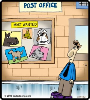 Most Wanted Dogs