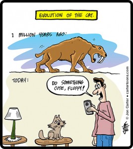 Cat Evolution Cat Evolution