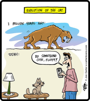 Cat Evolution