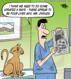 Cat X-Ray Update