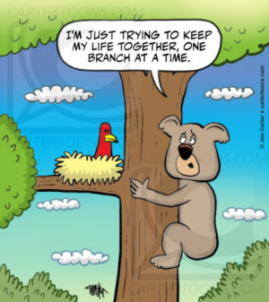 Koala Survival
